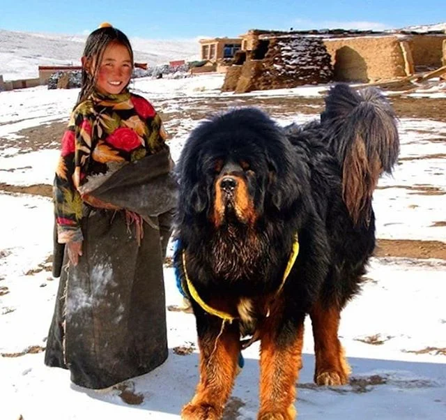 Tabien Mastiff