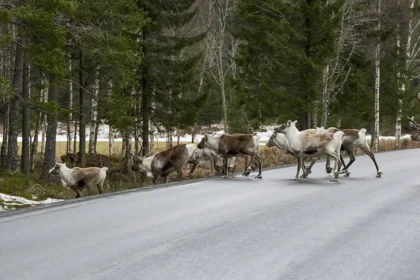 Viltnemnda: Norway’s Essential Local Wildlife Committees