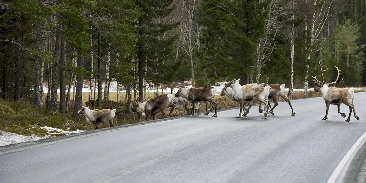 Viltnemnda: Norway’s Essential Local Wildlife Committees