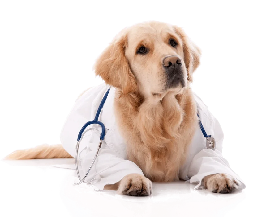 Pet5ardas.com: A Deep Dive Into This Pet Care Platform