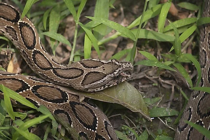 vıper: Unveiling the World of Venomous Snakes