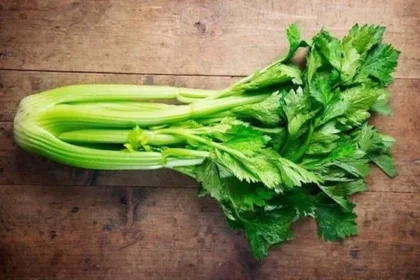 What Is Pravi Celer? Origins & Meaning
