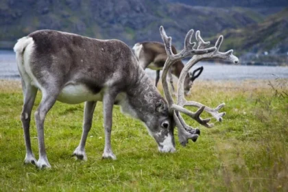 What Is Viltnemnda? The Local Wildlife Committee Explained