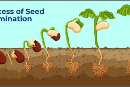Germinatoire: A Deep Dive into the Germinative Process of Seeds