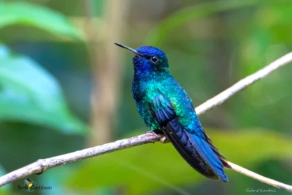 Blue Hummingbird Guyana