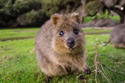 Sablé Animaux
