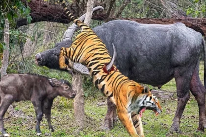 What Strikes Does the Tiger Use in Xingyi?