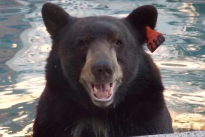 Bearbub controversy