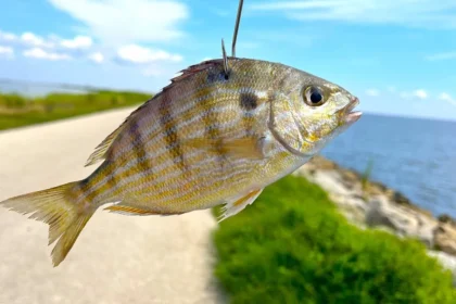 Fish on RCN Las Mañanotas