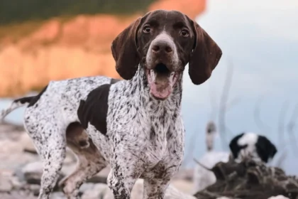 German Shorthaired Pointer SC