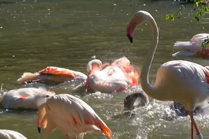 Flamingós: Complete Guide to These Iconic Pink Birds