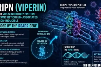 Veripn: Understanding Viperin, the Antiviral Protein Shaping Innate